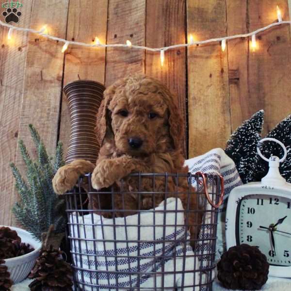 Lily -F1B, Labradoodle Puppy